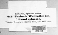 Uncinula wallrothii image